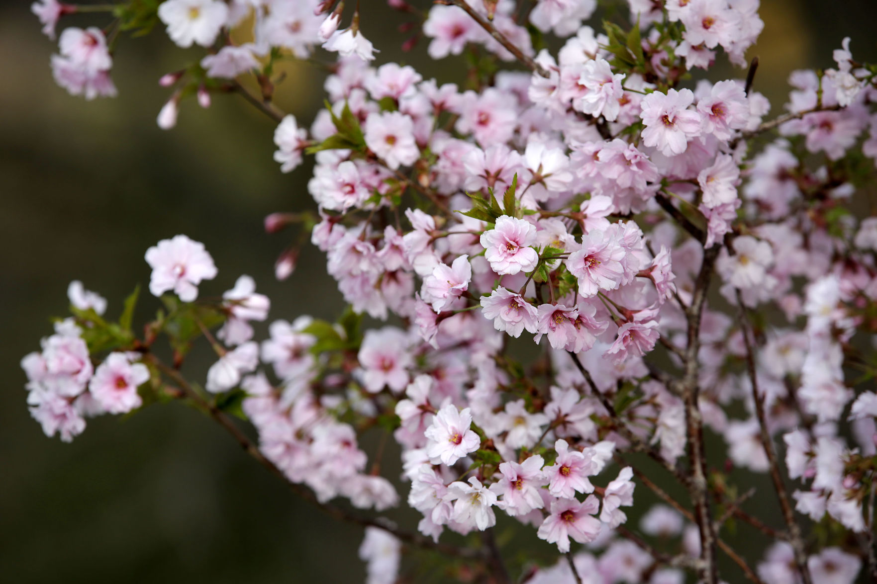 Tulsa Botanic Garden
